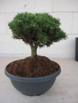 Pinus mugo Kostelnicek1